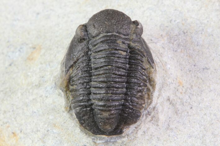 Bargain, Gerastos Trilobite Fossil - Morocco #69108